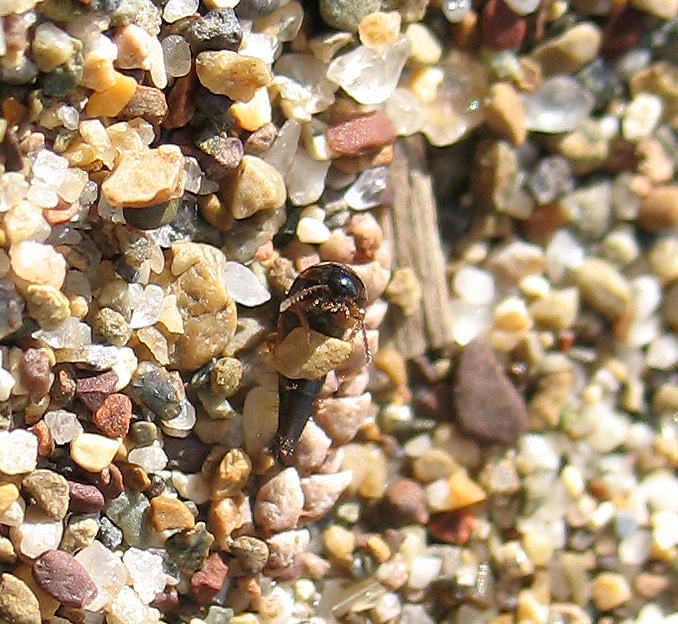 Staphylinidae dell''Elba