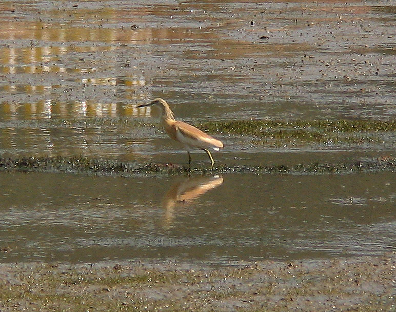 Sgarza ciuffetto