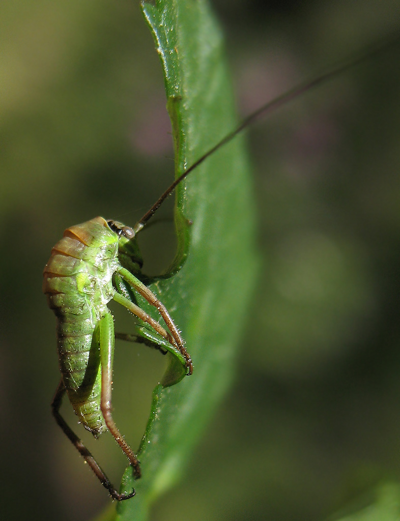 Uromenus (Bolivarius) elegans in muta