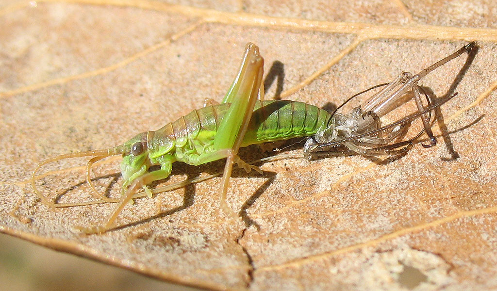 Uromenus (Bolivarius) elegans in muta