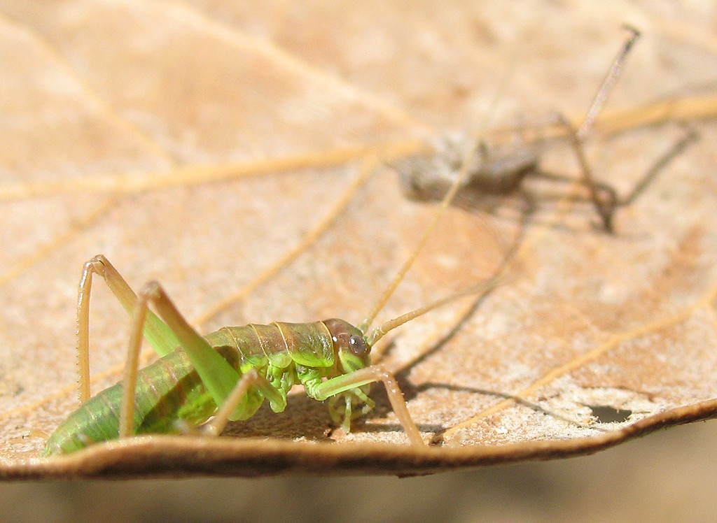 Uromenus (Bolivarius) elegans in muta