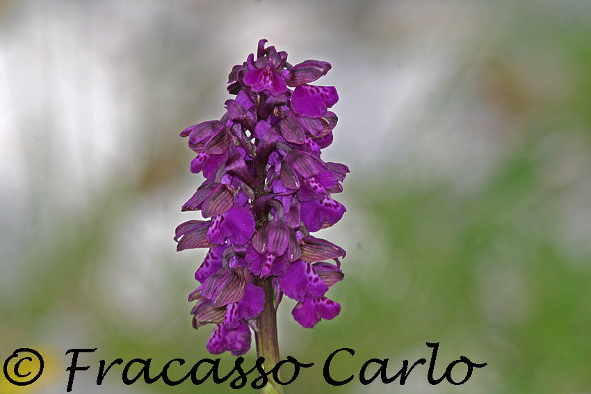 Identificazione Orchidea