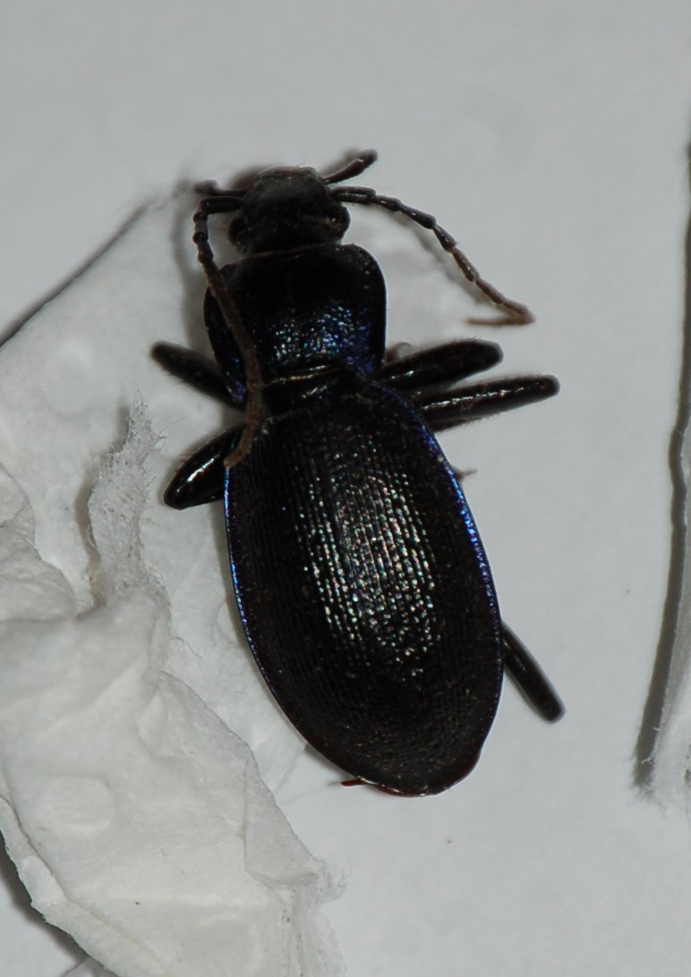 Carabidi (credo) - Carabus problematicus