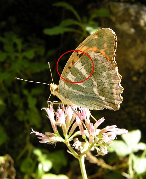 Argynnis pandora? - No, Argynnis paphia