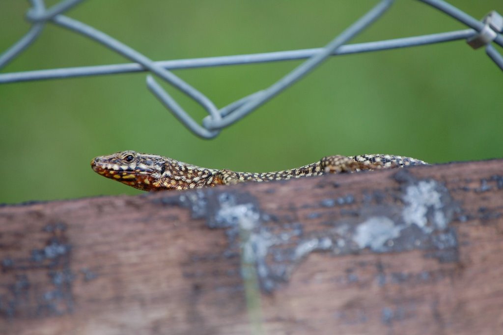 Podarcis muralis