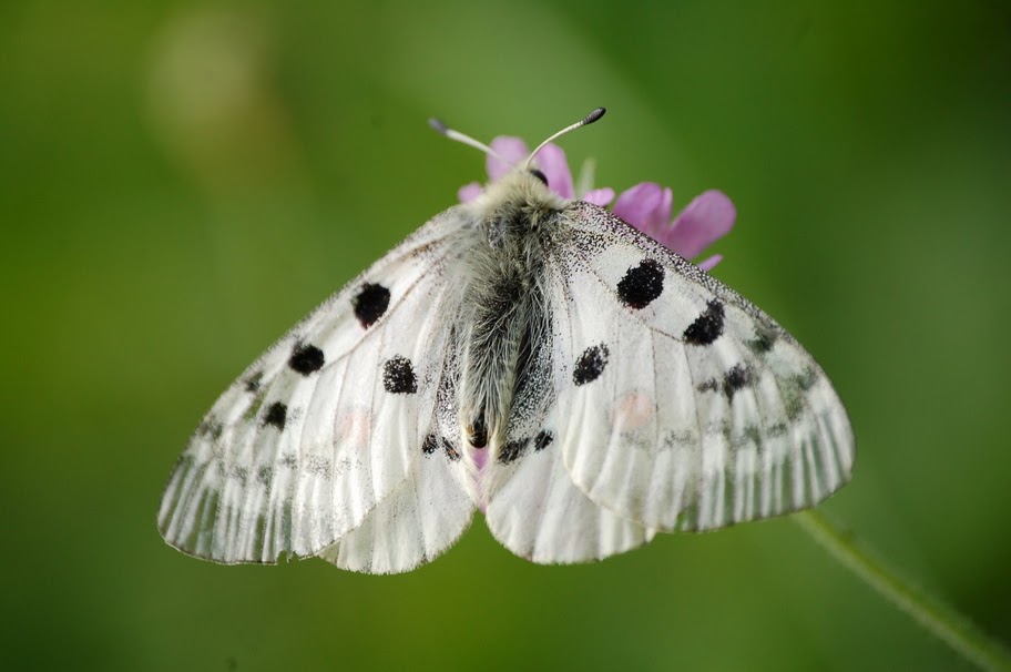 Parnassius mnemosyne?