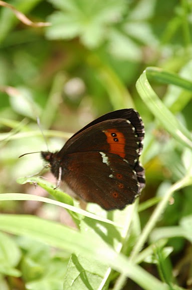 Domanda - cf. Erebia ligea