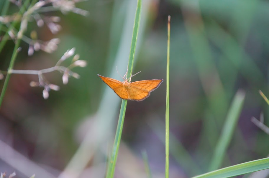 Alcune farfalle da identificare