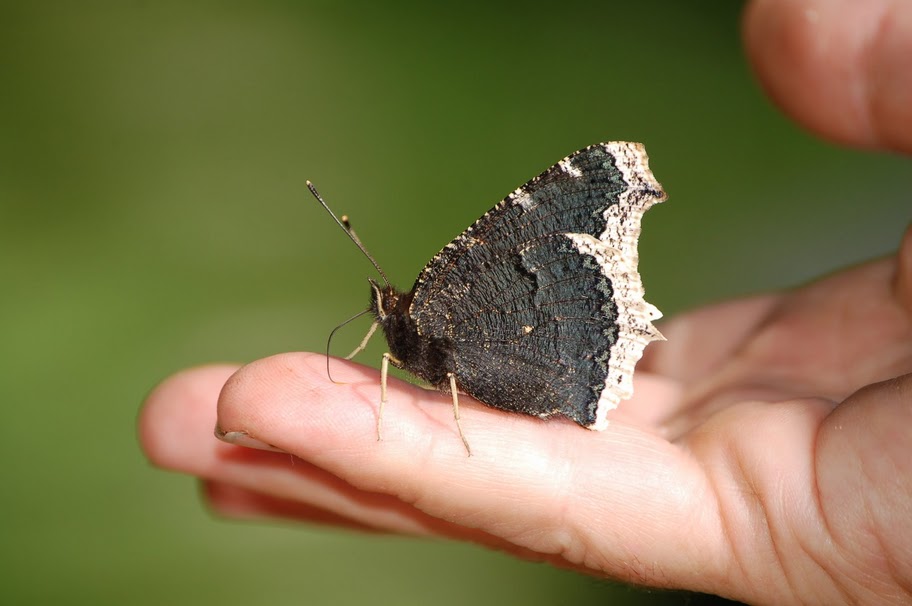 Nymphalidae da confermare - Nymphalis antiopa