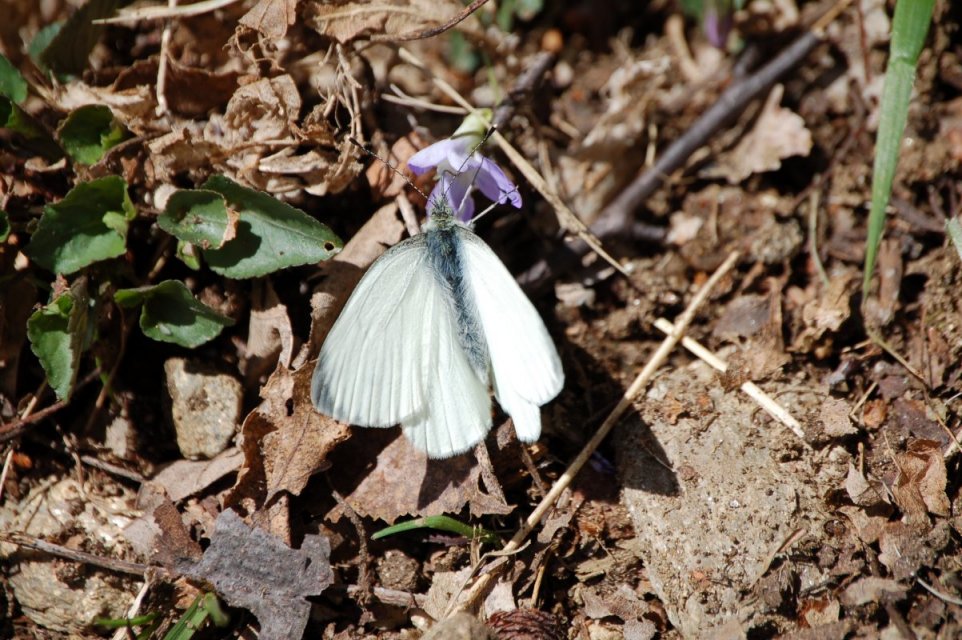 Pieris napi?