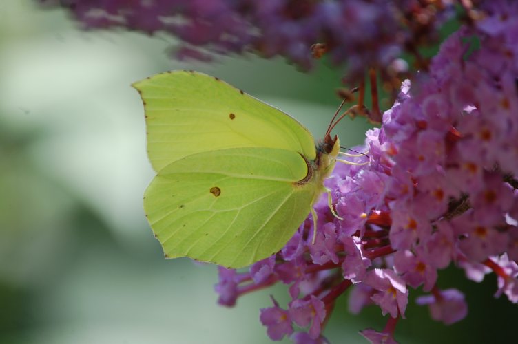 Gonepteryx  rhamni (con tutti i limiti...)