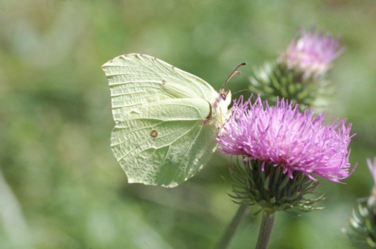 Gonepteryx  rhamni (con tutti i limiti...)