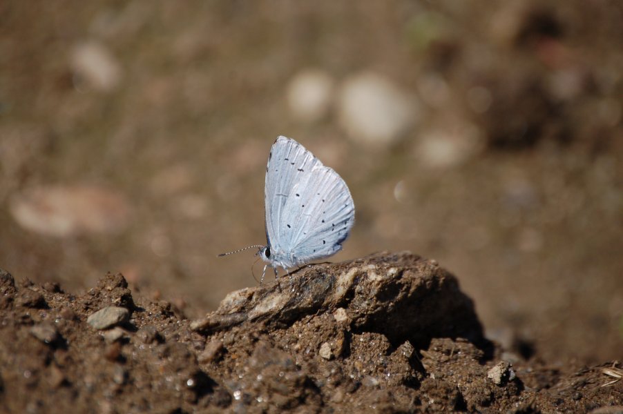 Celastrina argiolus