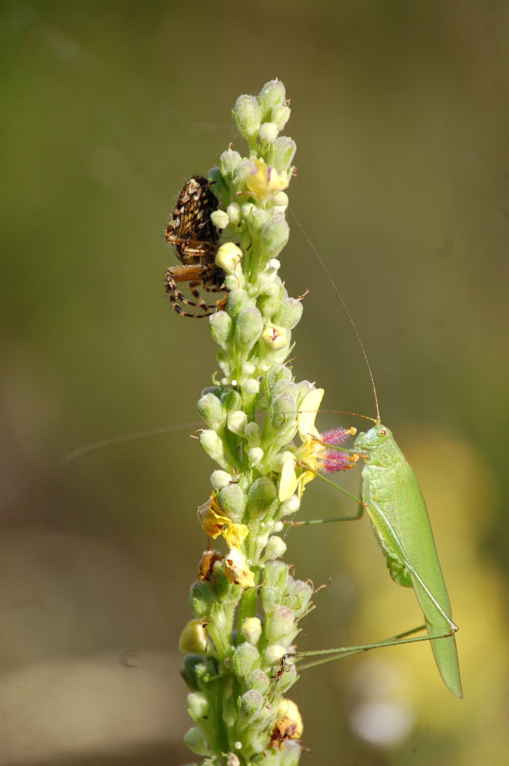 poteva andare qui o fra i ragni: Phaneroptera cfr. falcata