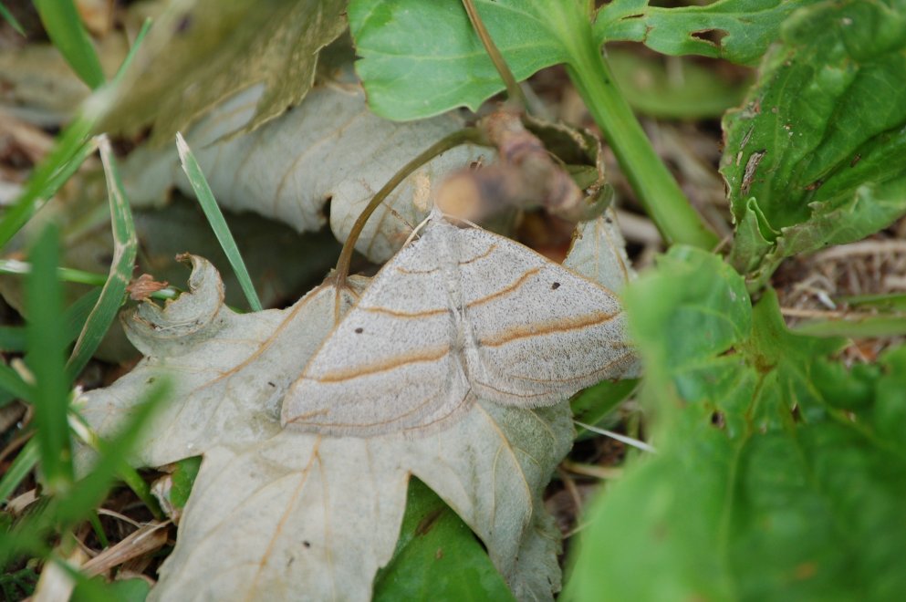 due geometridi (?) da identificare