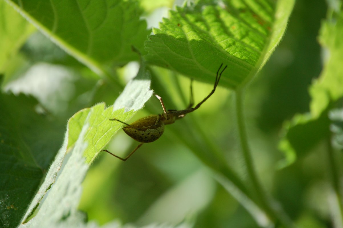 Pisaura mirabilis