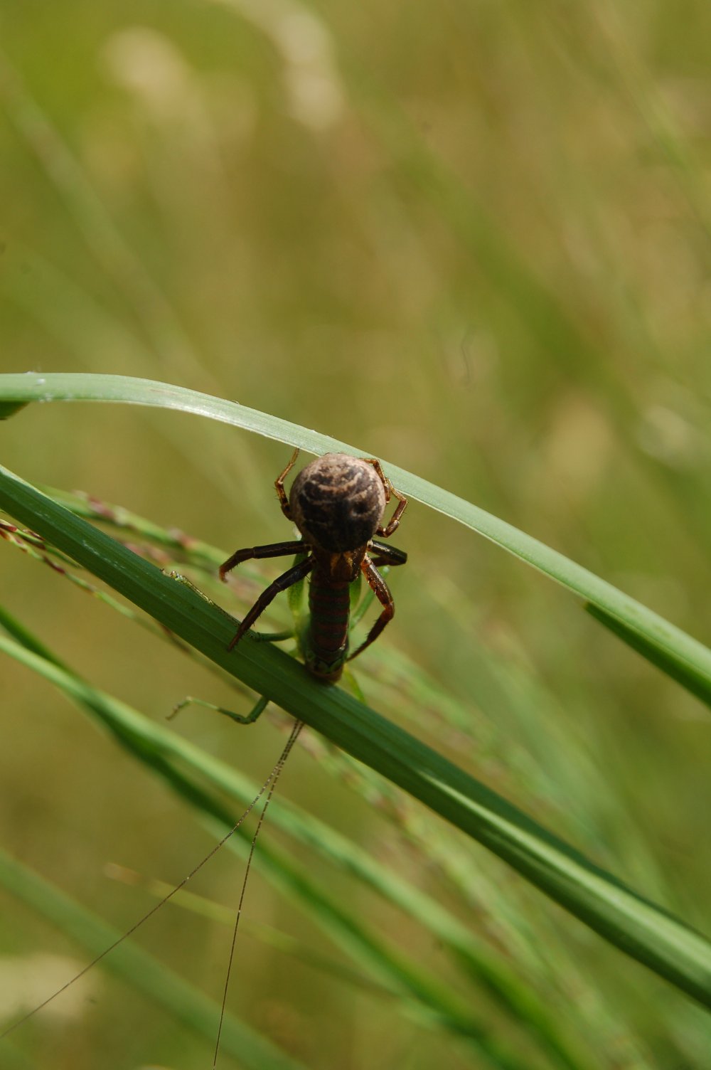 Xysticus sp.