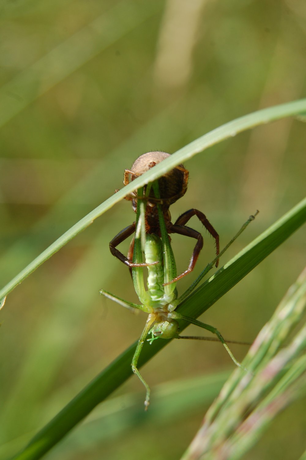 Xysticus sp.