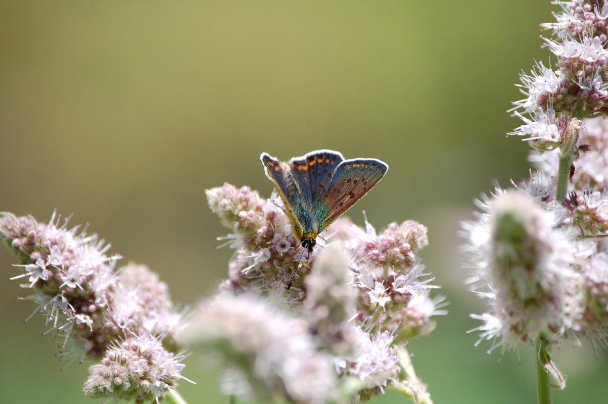 Lycaena alciphron? - No, Lycaena tityrus