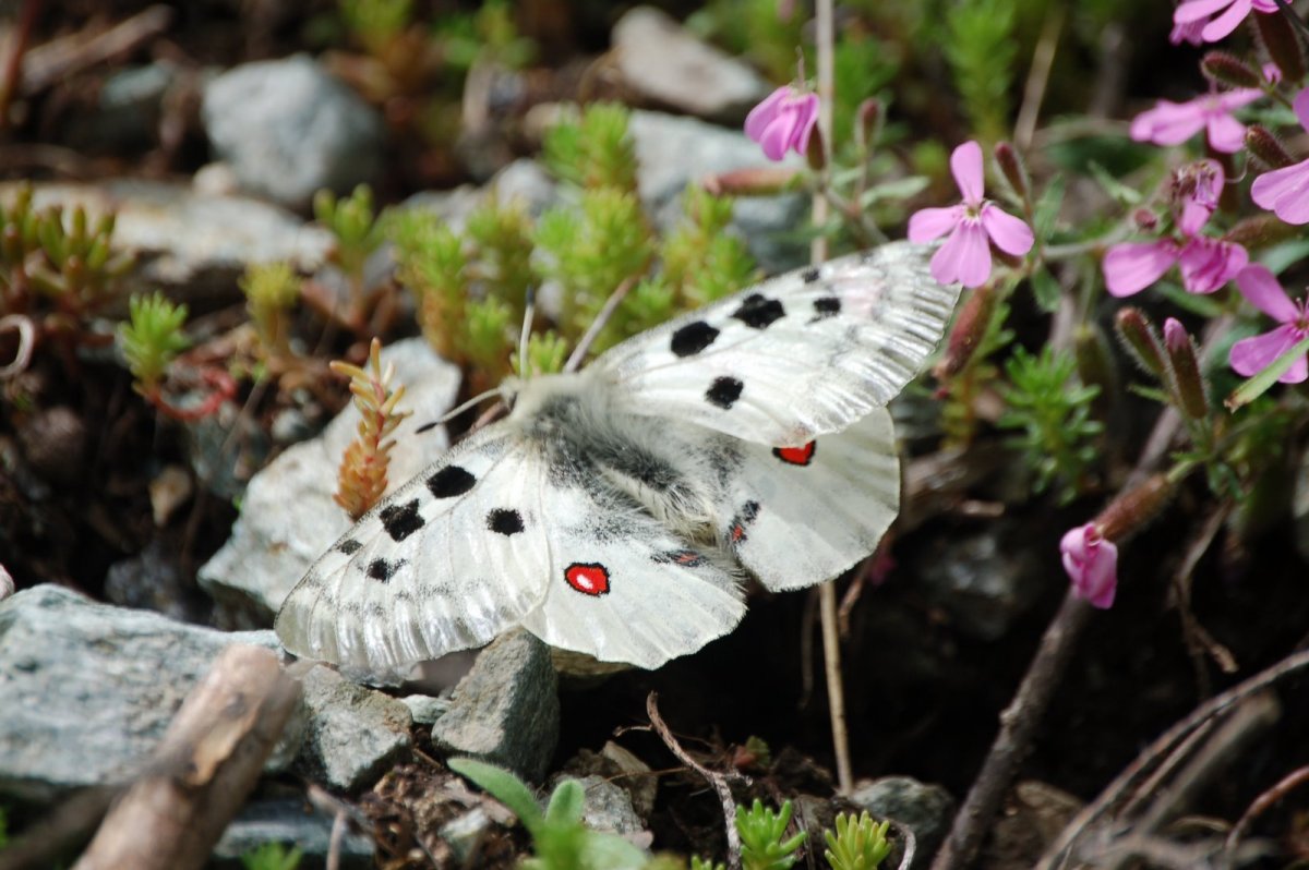 Parnassius apollo