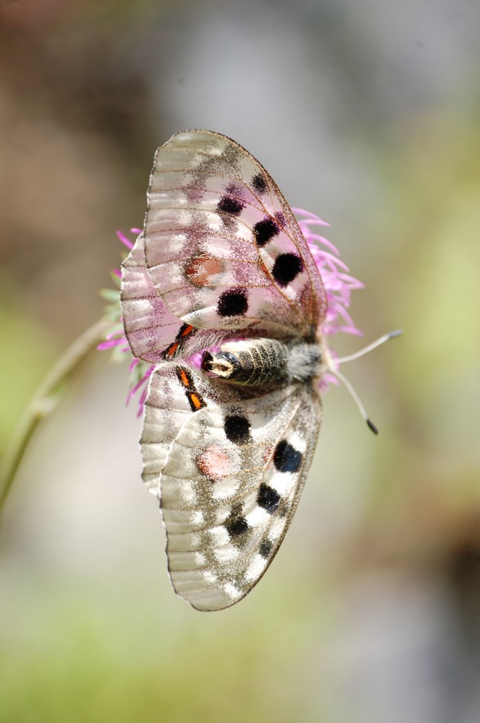 Parnassius apollo