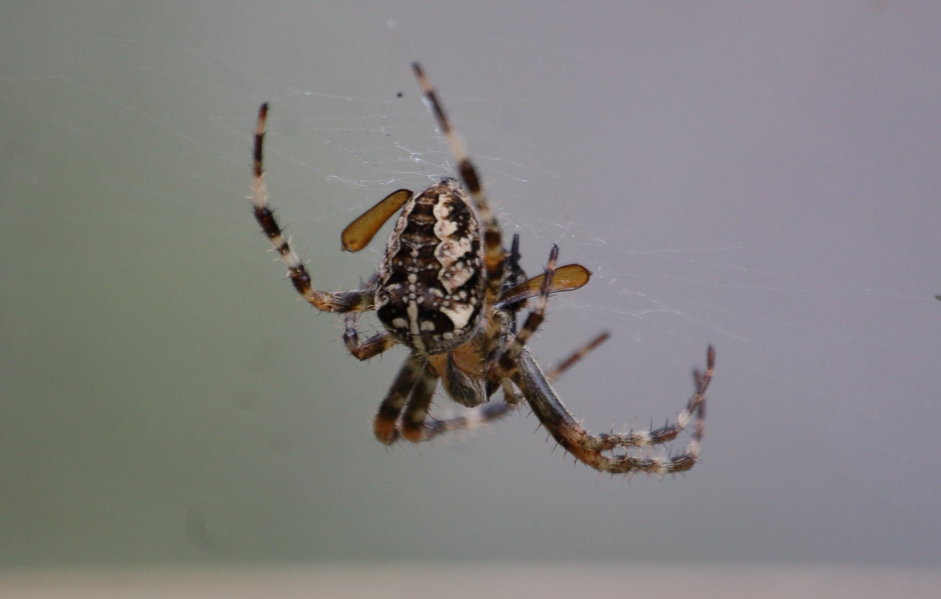 Araneus diadematus