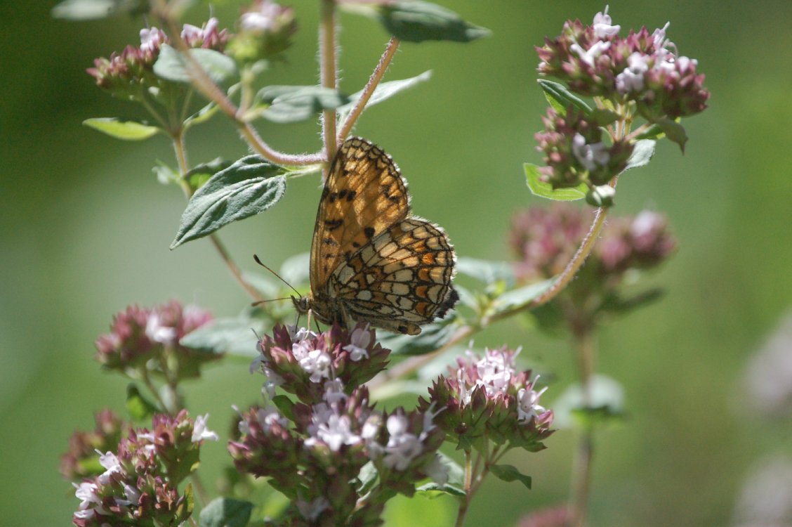 Boloria selene?