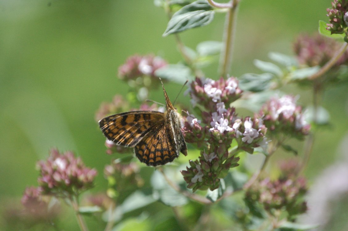 Boloria selene?