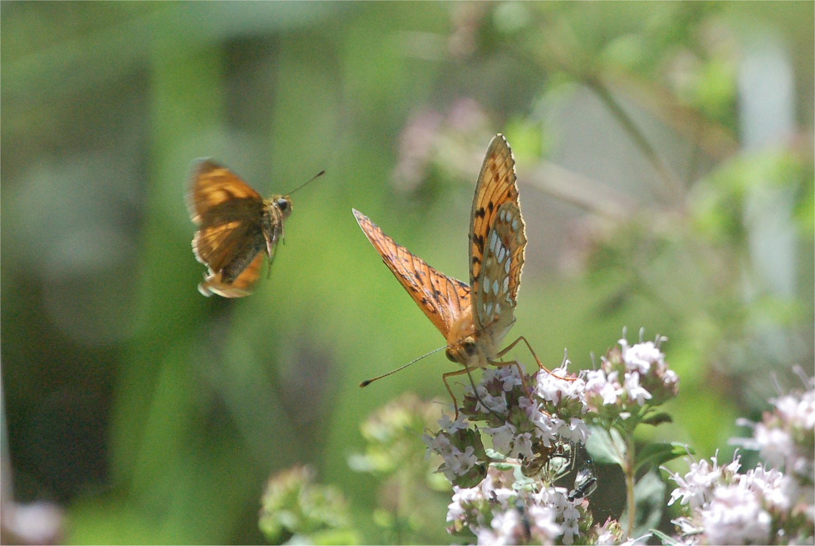 Boloria selene?