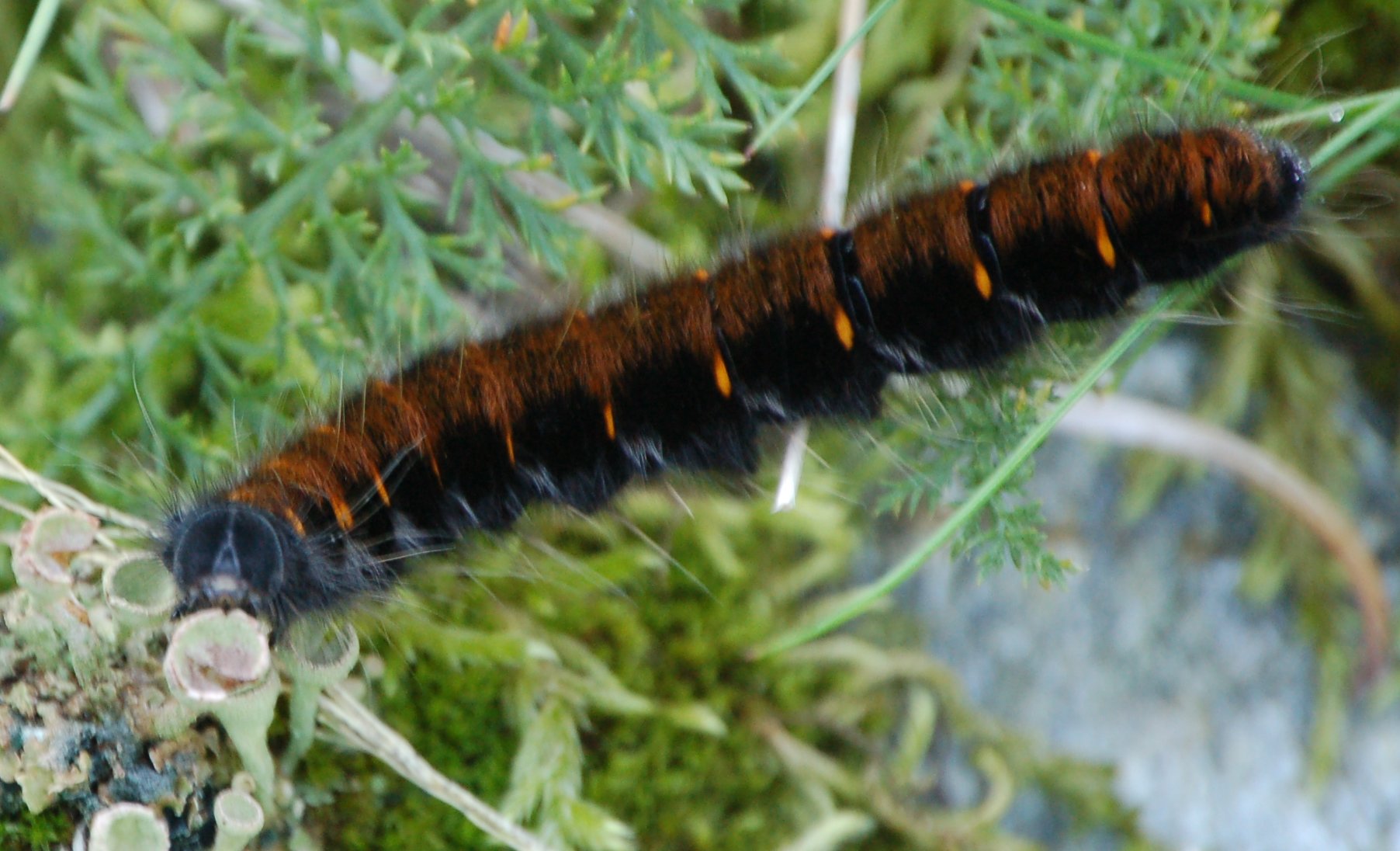 Macrothylacia rubi e Lasiocampa quercus