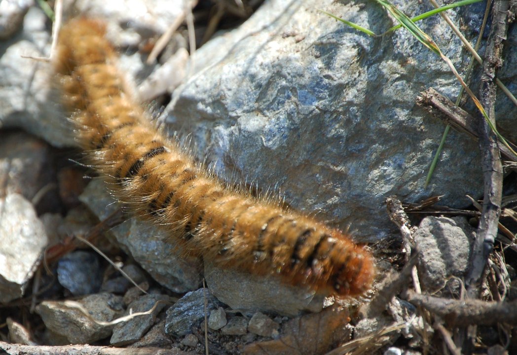 Macrothylacia rubi e Lasiocampa quercus