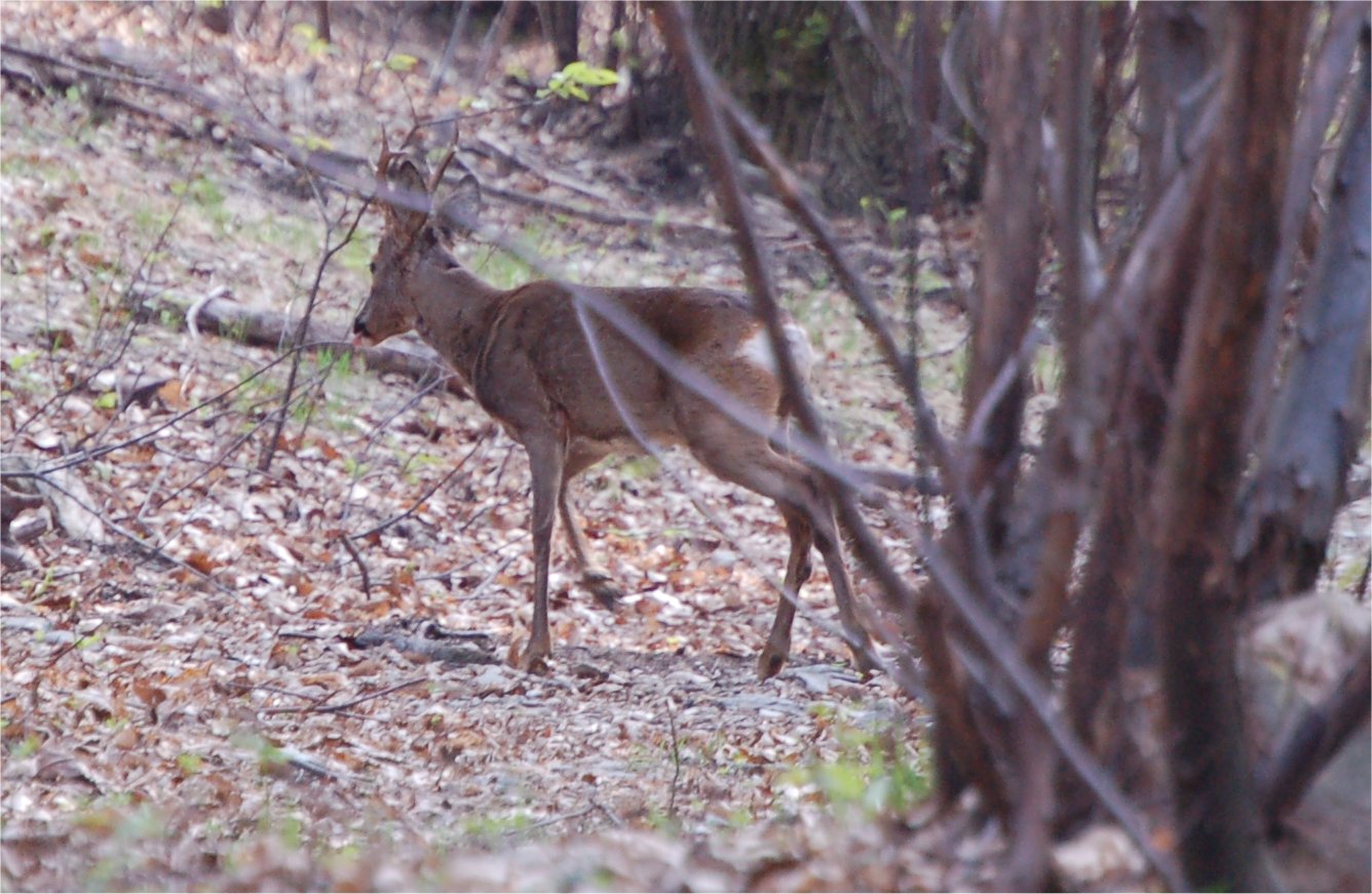 Il Capriolo