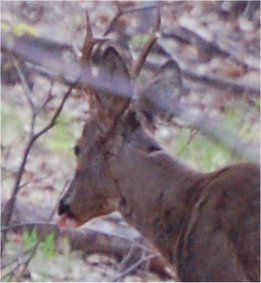 Il Capriolo