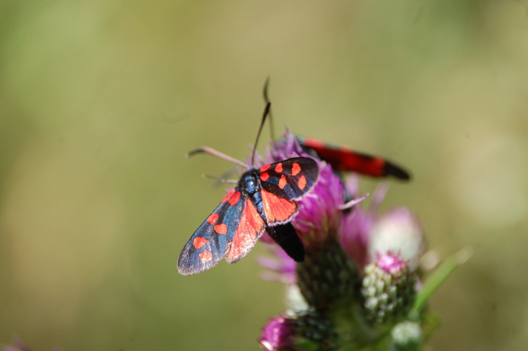 Zygaena sp., se ho capito bene...