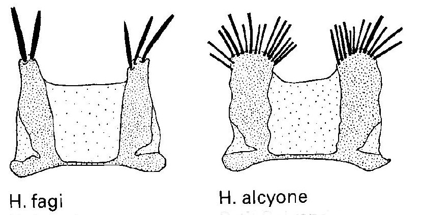 Hipparchia fagi