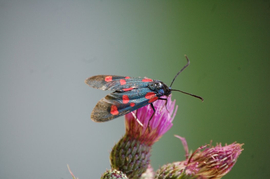 Zygaena sp., se ho capito bene...