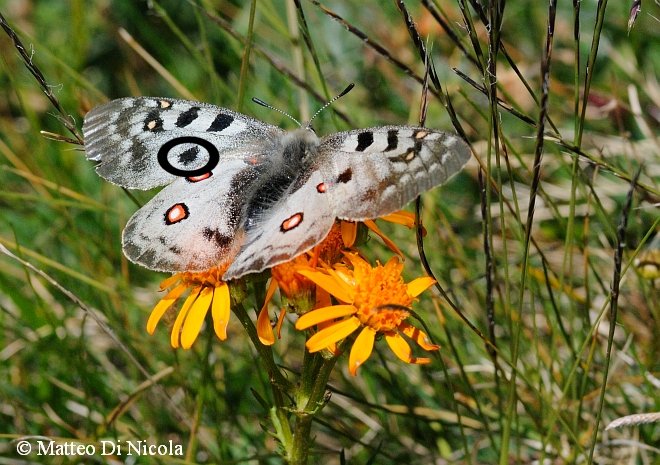 conferma ID  - Parnassius phoebus (femmina)