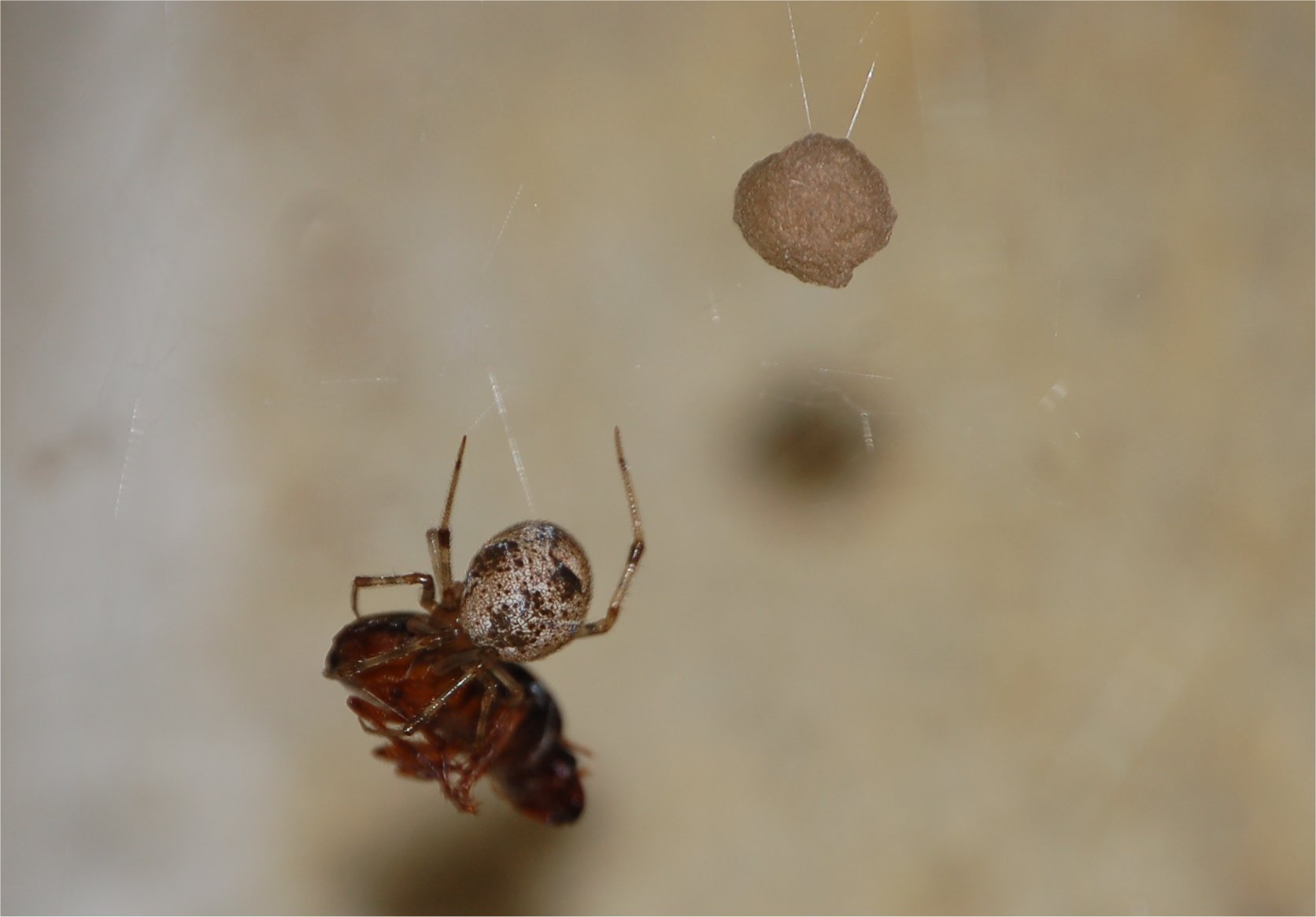 Parasteatoda tepidatorium. con preda e probabile ovisacco