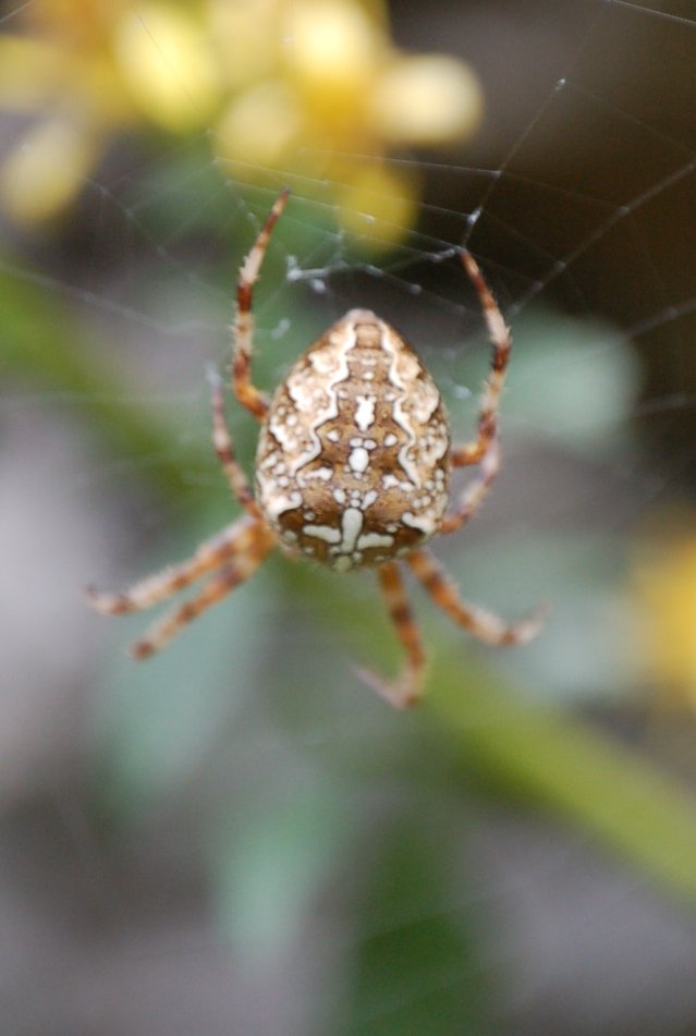 Araneus diadematus