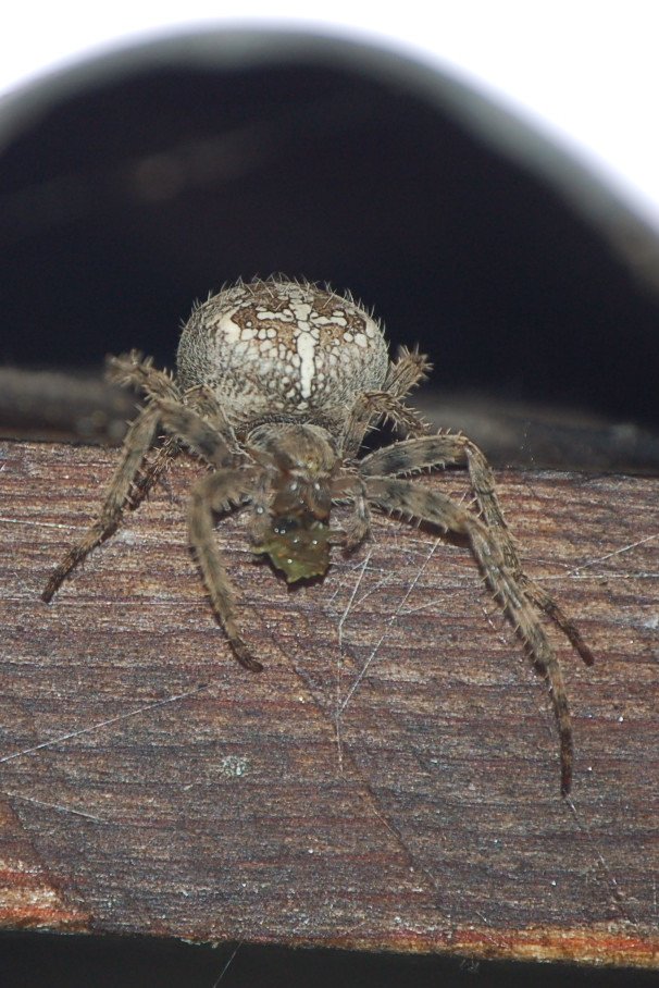 Araneus diadematus