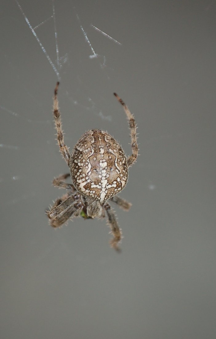 Araneus diadematus