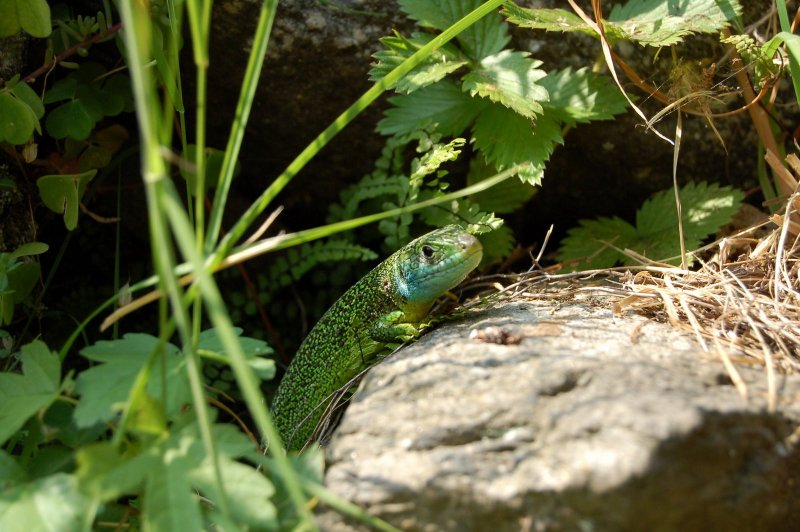 Tarentola mauritanica in casa mia