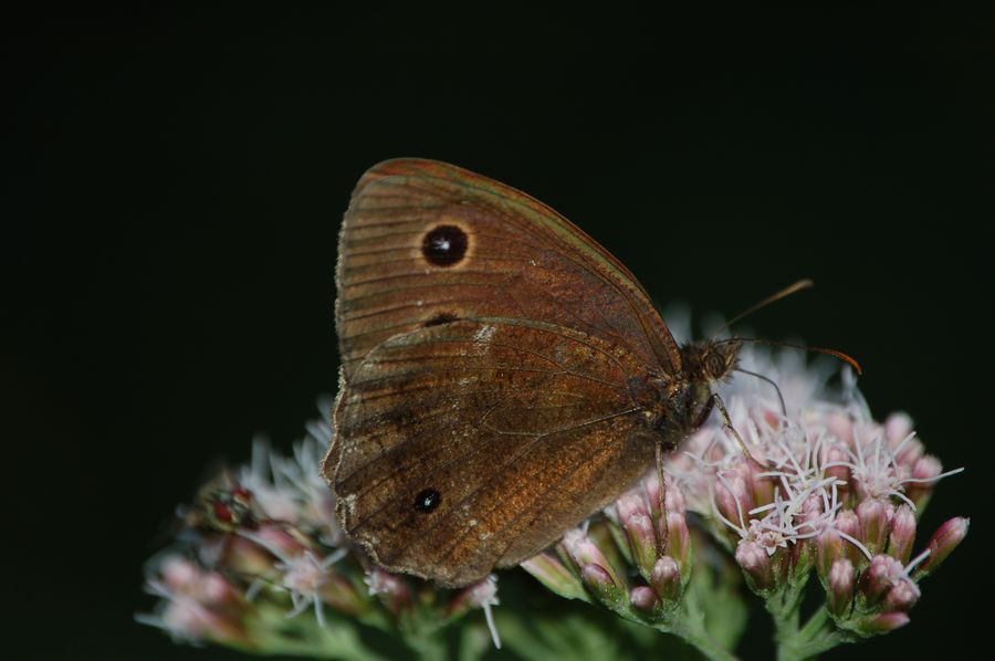 Satyrus ferula o Minois dryas?