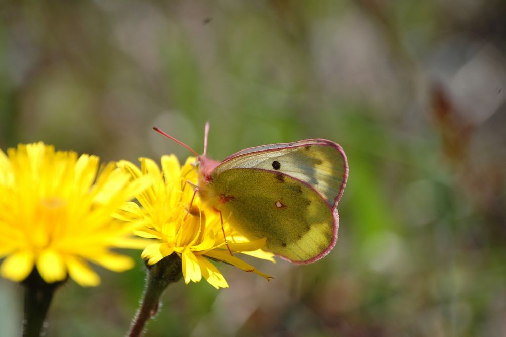 Colias palaeno?