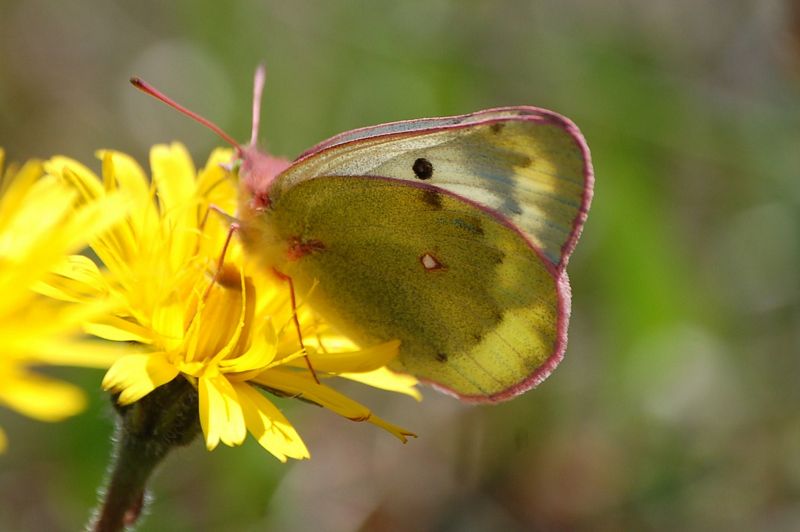 Colias, quale? Colias phicomone