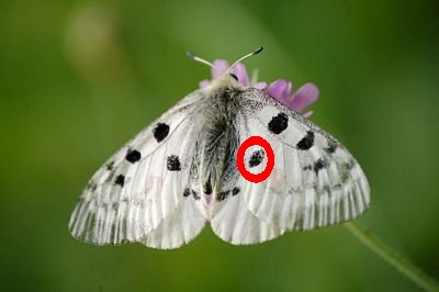 Parnassius mnemosyne?