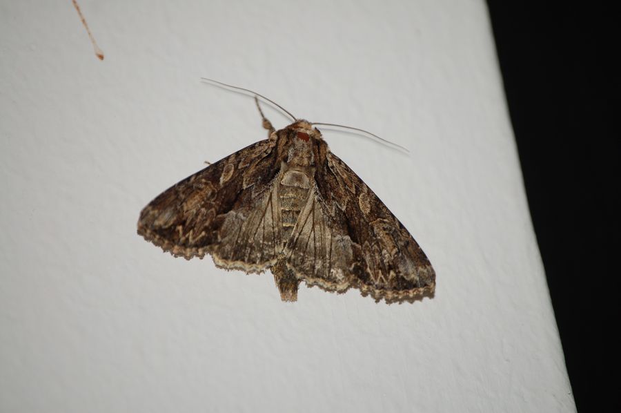 Grossa falena - Apamea monoglypha