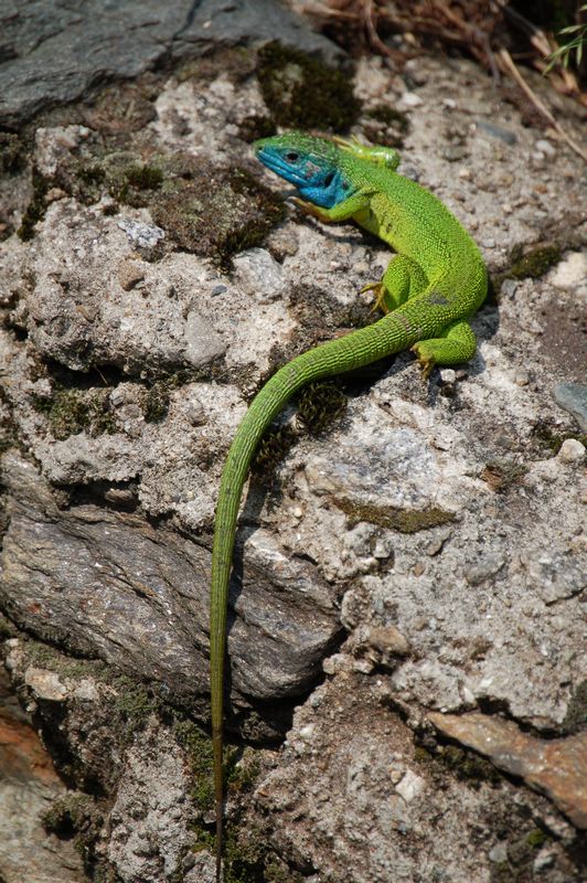 Lacerta bilineata melanotica?