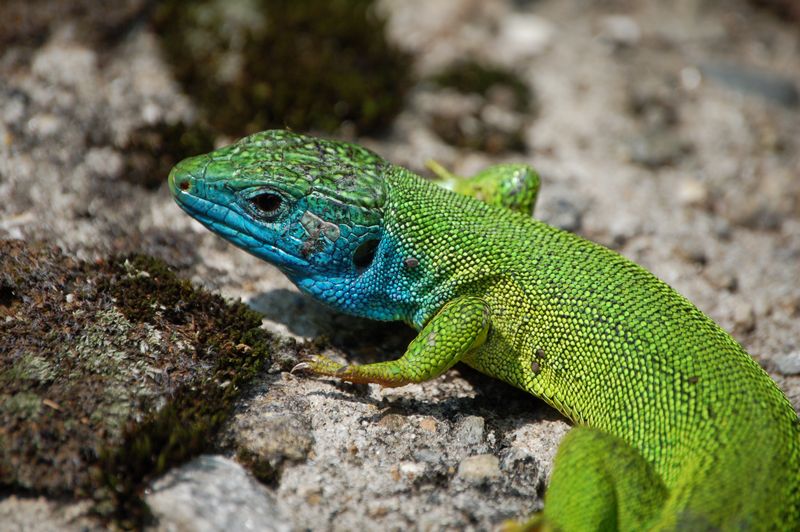 Lacerta bilineata melanotica?