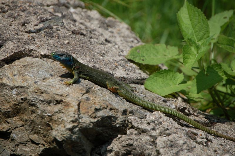 Lacerta bilineata melanotica?